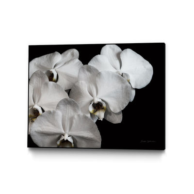 "White Orchid Ii" Canvas Framed Black 40x30 Wall Art