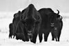 Œuvre d’art murale Giant Art « Europeans Bizons » 72 x 48