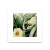 Œuvre d’art murale encadrée blanche et mate « Cropped Turpin Tropicals Iii » 36 x 36