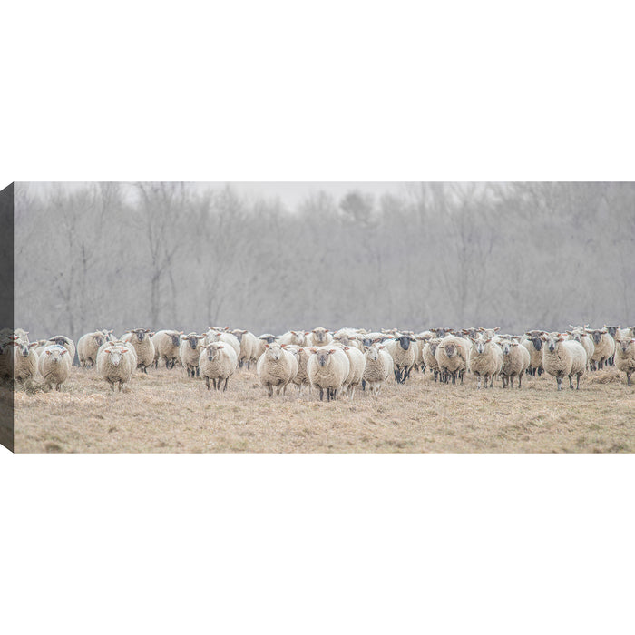 Œuvre d’art murale « Flock of Sheep » sur toile - 21 po x 48 po