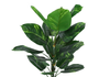54” Artificial Indoor Dieffenbachia in 6” Pot  | Dieffenbachia artificiel de 54 po en pot de 6 po pour l’intérieur