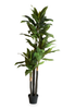 82.75” Artificial Indoor Dracaena in 8” Pot  | Dracaena artificiel de 82,75 po en pot de 8 po pour l’intérieur