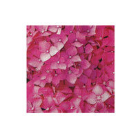 Paquet de 20 grandes serviettes de table à 3 épaisseurs ornées d’hydrangée rose - ensemble de 6 paquets
