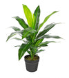 Dracaena artificiel de 25 po en pot noir