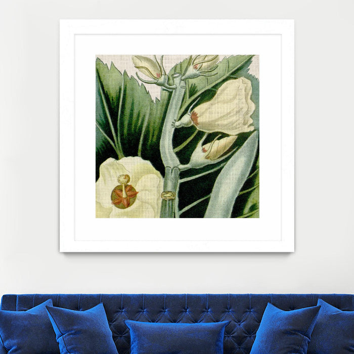 Œuvre d’art murale encadrée blanche et mate « Cropped Turpin Tropicals Iii » 36 x 36