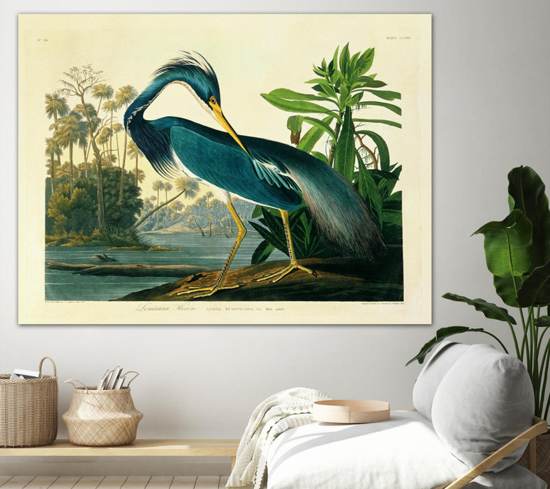 Œuvre d’art murale Giant Art « Louisiana Heron Plate 217 » 72 x 54