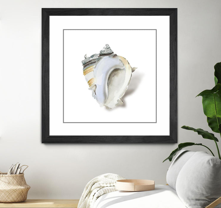 Œuvre d’art murale encadrée noire et mate « Seafoam Shell » 30 x 30