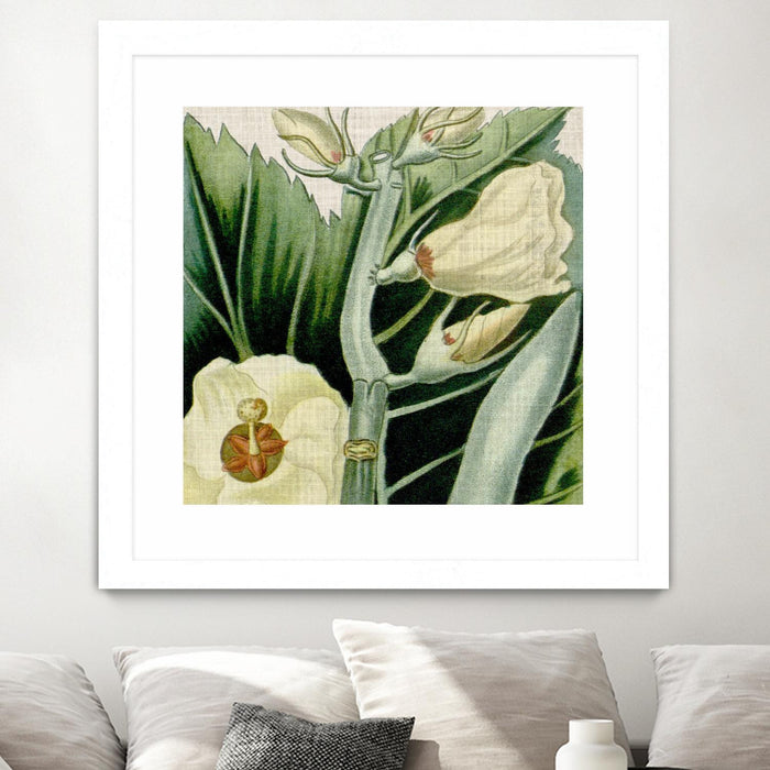 Œuvre d’art murale encadrée blanche et mate « Cropped Turpin Tropicals Iii » 36 x 36