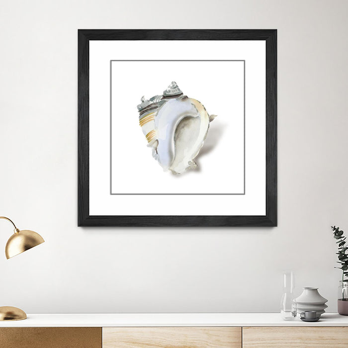 Œuvre d’art murale encadrée noire et mate « Seafoam Shell » 30 x 30