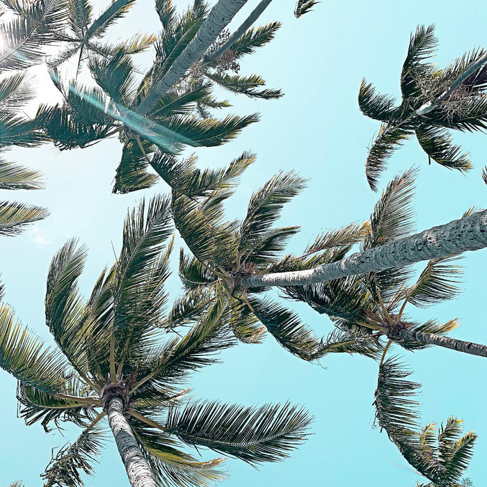 Œuvre d’art murale Giant Art « Palm 03 » 54 x 54