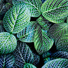 Œuvre d’art murale Giant Art « Leaf Viii » 54 x 54