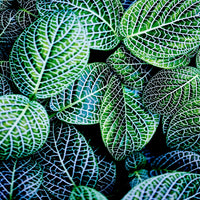 Œuvre d’art murale Giant Art « Leaf Viii » 54 x 54