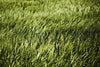 Œuvre d’art murale Giant Art « Grass Ii » 72 x 48