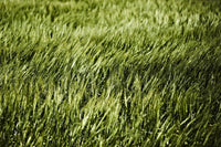 Œuvre d’art murale Giant Art « Grass Ii » 72 x 48