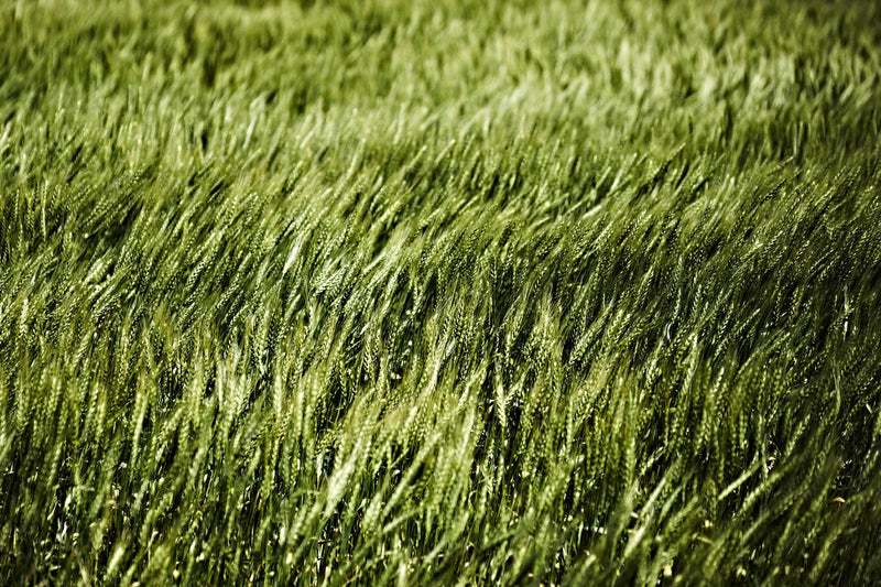 Œuvre d’art murale Giant Art « Grass Ii » 72 x 48
