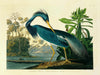 Œuvre d’art murale Giant Art « Louisiana Heron Plate 217 » 72 x 54