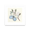 Œuvre d’art murale encadrée blanche et mate « In The Garden Butterfly » 36 x 36