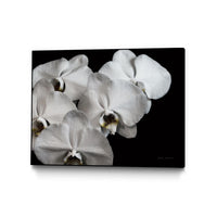 Œuvre d'art murale sur toile encadrée noire « White Orchid Ii » 40 x 30
