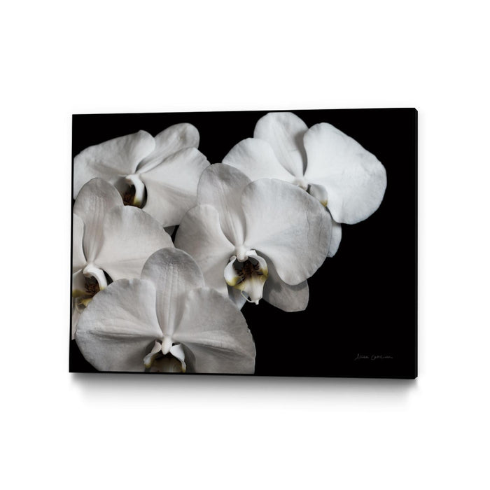 Œuvre d'art murale sur toile encadrée noire « White Orchid Ii » 40 x 30