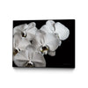 Œuvre d'art murale sur toile encadrée noire « White Orchid Ii » 32 x 24