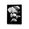 Œuvre d'art murale sur toile encadrée noire « White Orchid Iii » 30 x 40