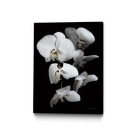 Œuvre d'art murale sur toile encadrée noire « White Orchid Iii » 24 x 32
