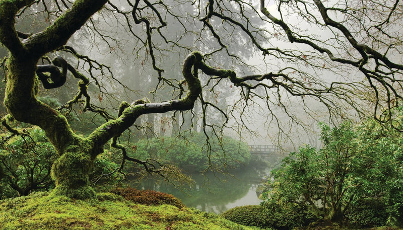 Œuvre d’art murale Giant Art « Garden Mist » 84 x 48