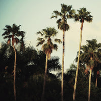 Œuvre d’art murale Giant Art « Beverly Hills I » 72 x 72