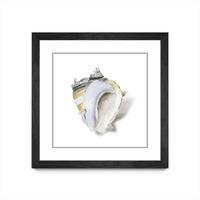 Œuvre d’art murale encadrée noire et mate « Seafoam Shell » 30 x 30