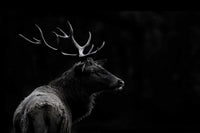 Œuvre d’art murale Giant Art « The Deer Soul » 72 x 48
