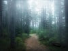 Œuvre d’art murale Giant Art « Lindsten - The Forest Of Secrets » 72 x 54