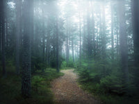 Œuvre d’art murale Giant Art « Lindsten - The Forest Of Secrets » 72 x 54