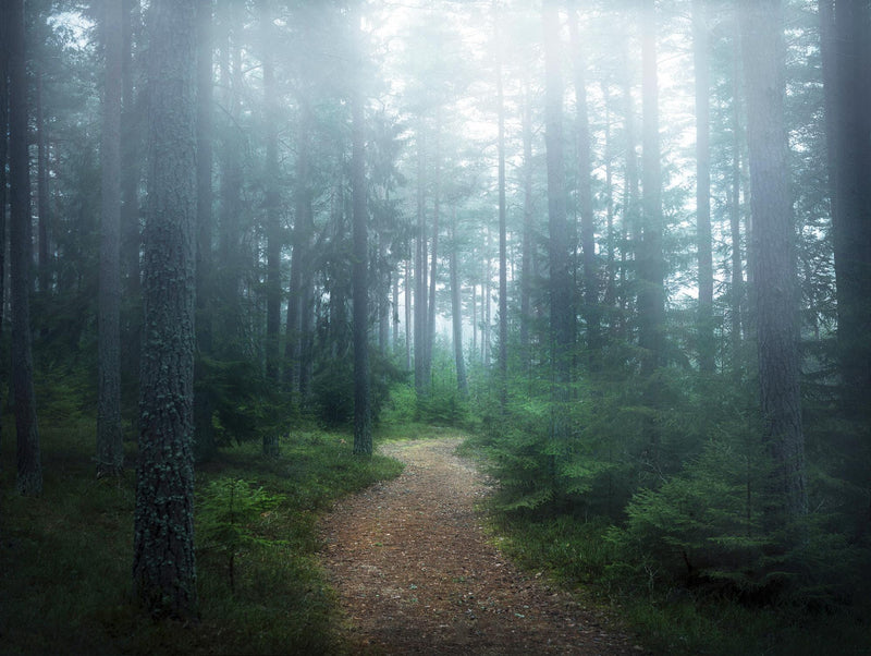Œuvre d’art murale Giant Art « Lindsten - The Forest Of Secrets » 72 x 54