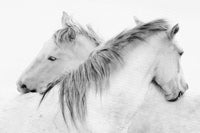 Œuvre d’art murale Giant Art « Stas - Horses » 84 x 54