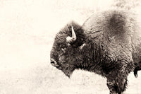 Œuvre d’art murale Giant Art « Buffalo » 84 x 54