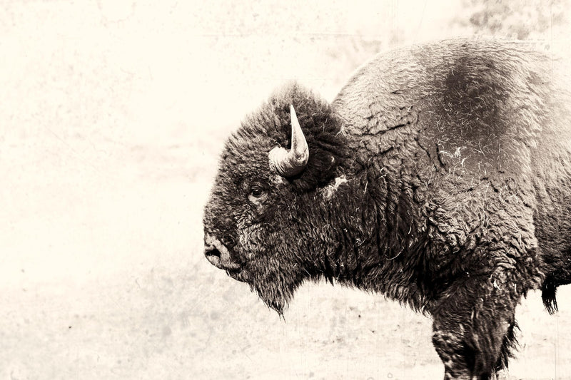 Œuvre d’art murale Giant Art « Buffalo » 84 x 54