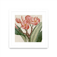 Œuvre d’art murale encadrée blanche et mate « Cropped Turpin Tropicals Vii » 30 x 30